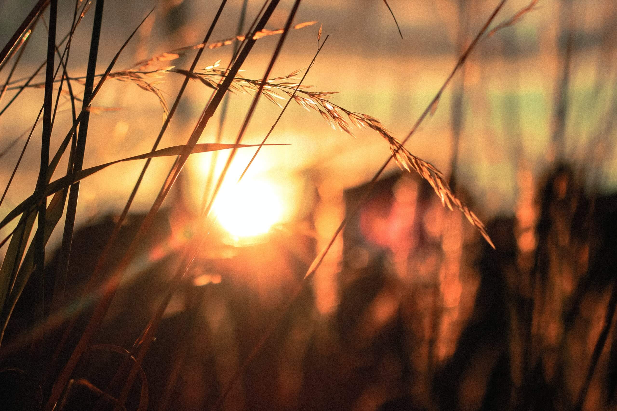 The sun, low in the sky, with golden grass in the foreground.